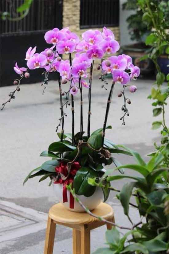 chậu lan hồ điệp 5 cành hồng chậu lan hồ điệp 5 cành hồng